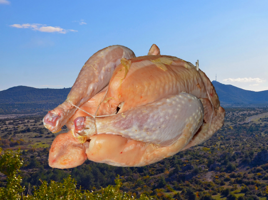 Poulet du GAEC des Souls - 13.95 € TTC / kilo soit MAX 27.90 € TTC pour 2 kg. Tarif ajusté selon poids du galinacé.